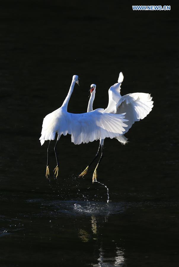 In pics: Egrets rest on Qinghe River in Beijing
