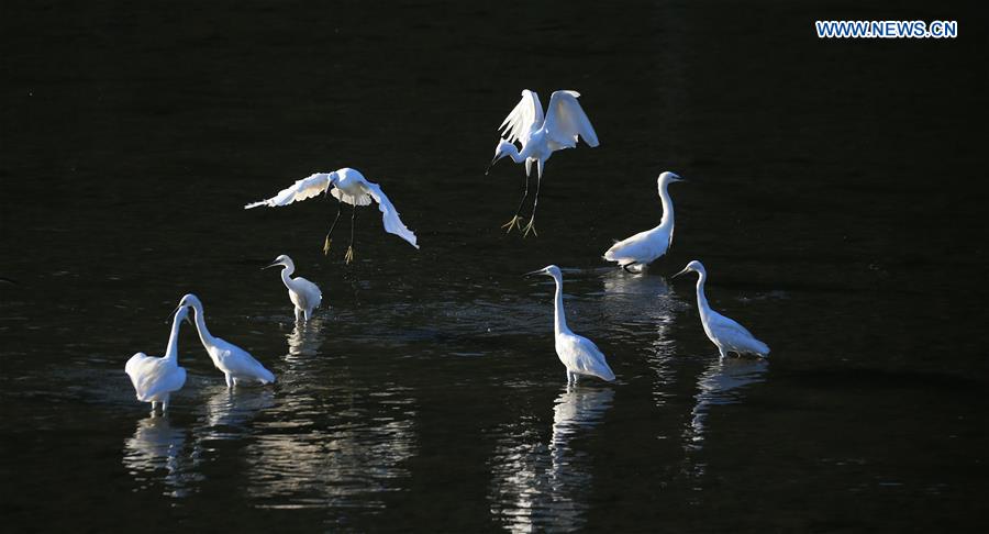 In pics: Egrets rest on Qinghe River in Beijing
