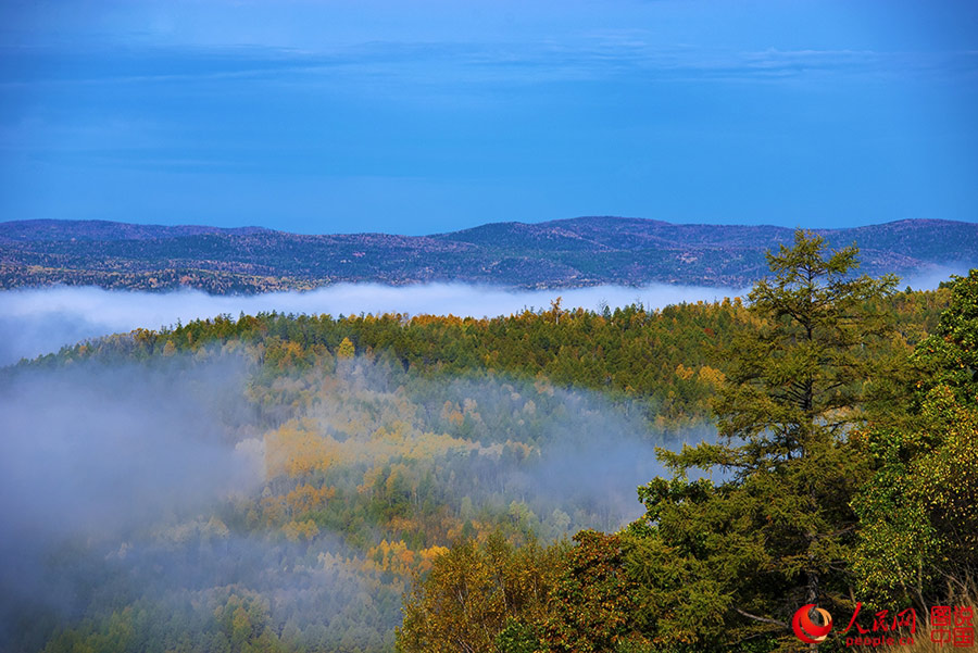 Beautiful autumn foliage around Greater Khingan Mountains