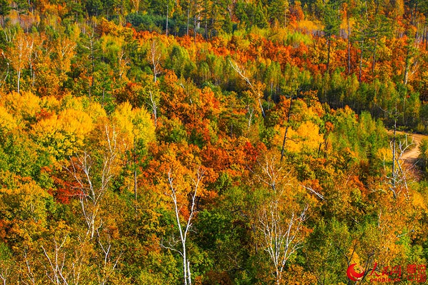 Colorful Greater Khingan Mountains in autumn