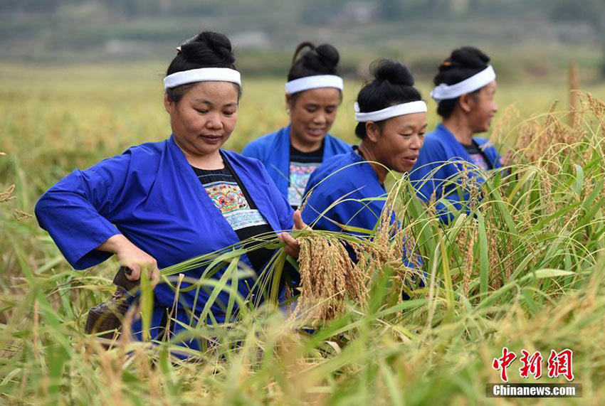 Dong ethnic minority women celebrate harvest in Guangxi 