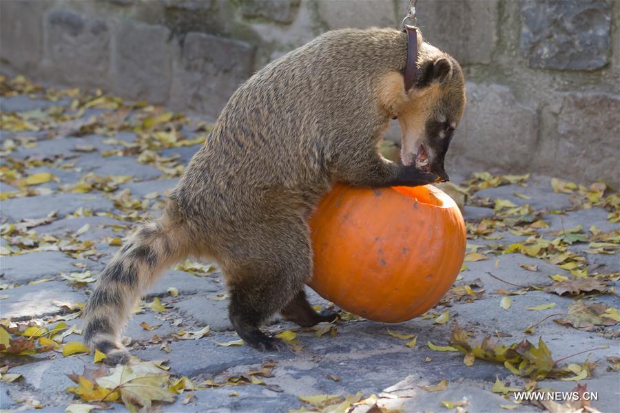 HUNGARY-BUDAPEST-ZOO-HALLOWEEN