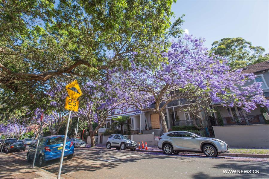 AUSTRALIA-SYDNEY-JACARANDA SEASON