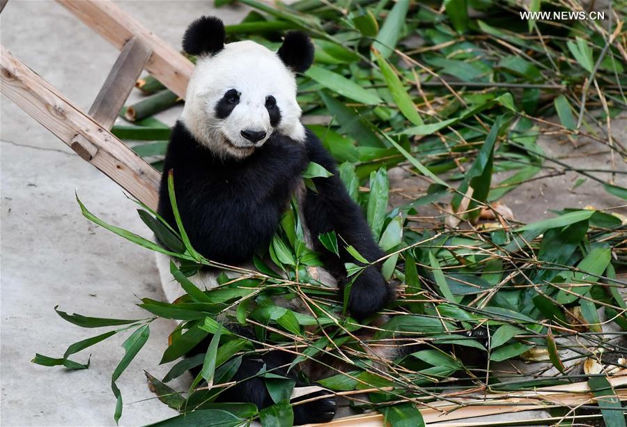 Animals winter at Siberian Tiger Park in NE China