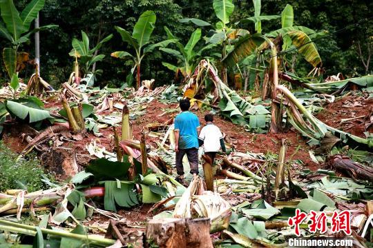 Wild elephants invade Yunnan village in search of food
