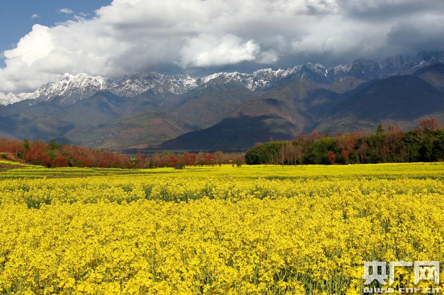 Sea of flowers beneath Gaoligong Mountains