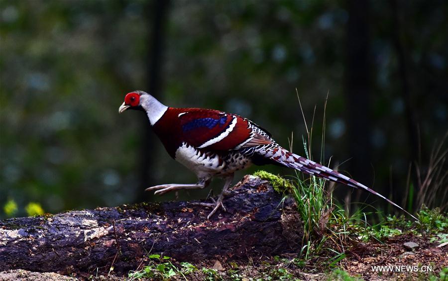Wild birds attract visitors in Fujian, southeast China