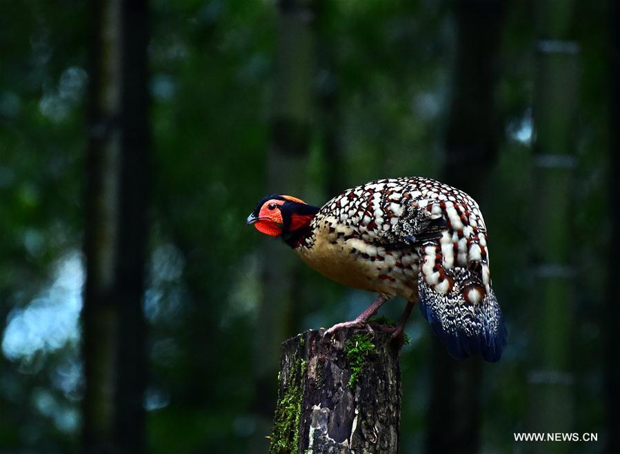 Wild birds attract visitors in Fujian, southeast China
