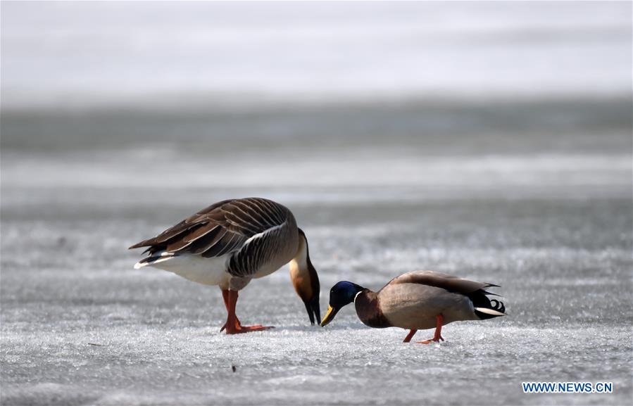 Migratory birds rest on Xingkai Lake on way back to north