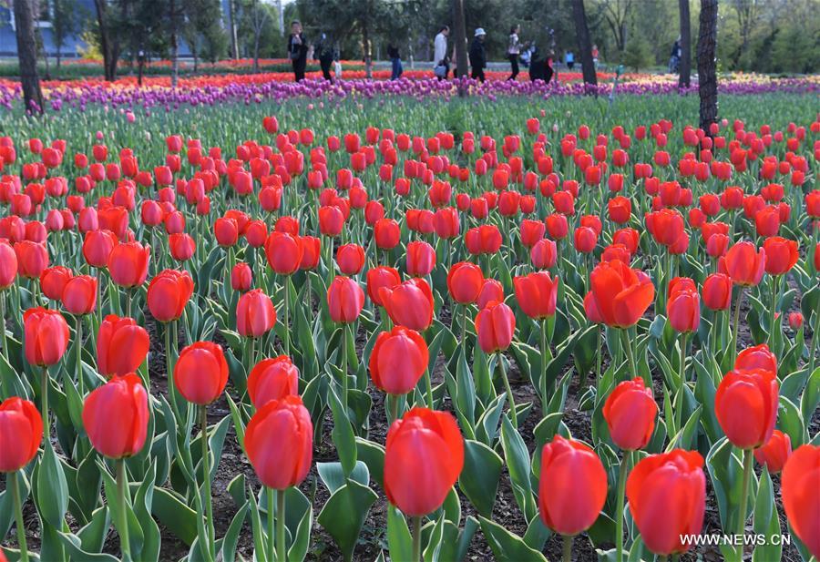 Visitors view tulip flowers in NW China's Gansu