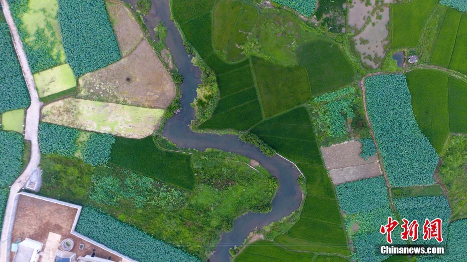 5,000-acre lotus pond stretches to edge of sky in Guangxi