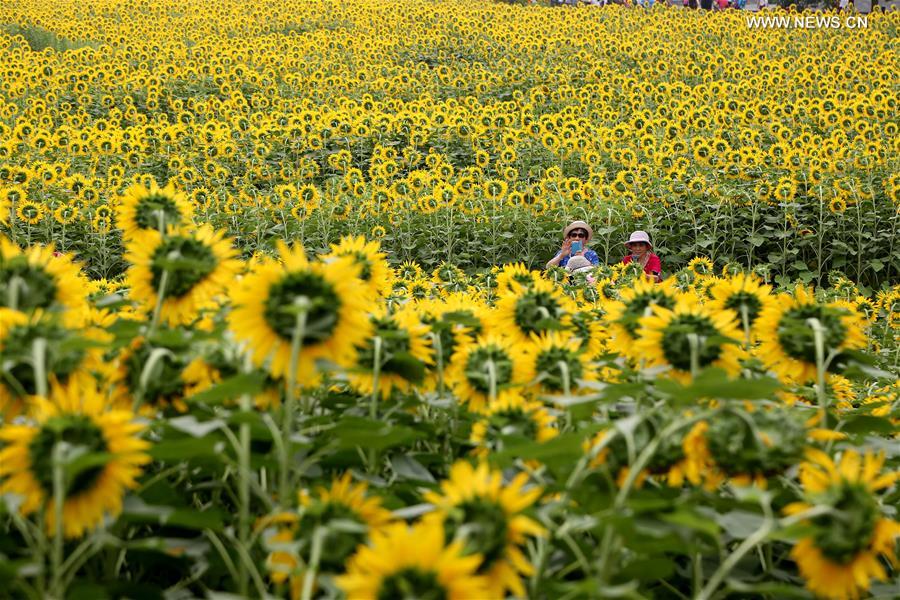 Sunflowers enter blooming season at Olympic Forest Park in Beijing