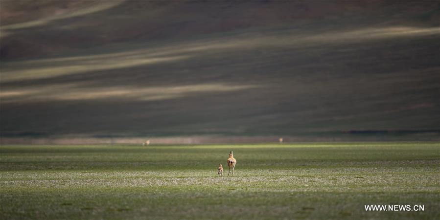 Number of Tibetan antelopes rises to over 200,000 at Changtang in Tibet