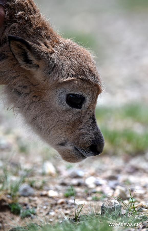 Number of Tibetan antelopes rises to over 200,000 at Changtang in Tibet