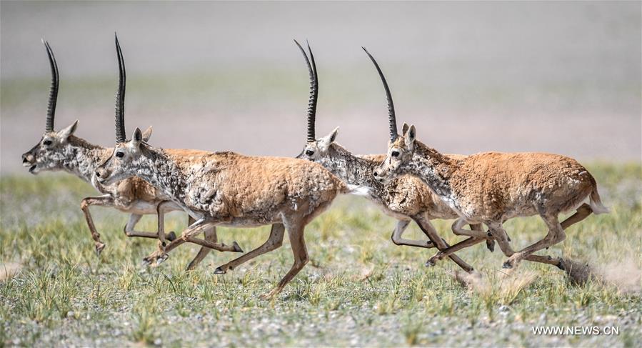 Number of Tibetan antelopes rises to over 200,000 at Changtang in Tibet