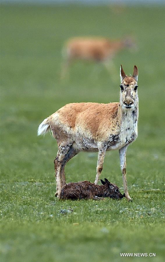Number of Tibetan antelopes rises to over 200,000 at Changtang in Tibet
