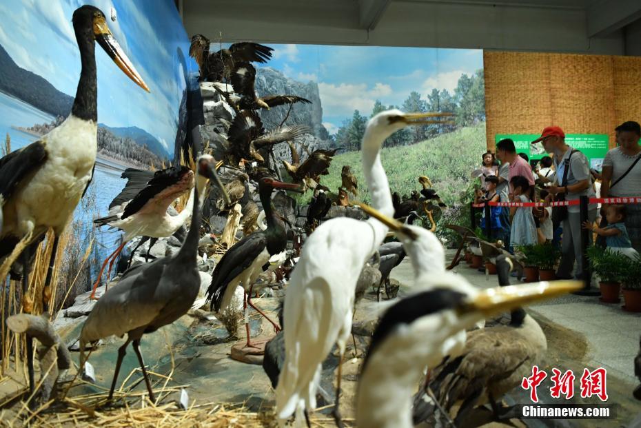 Museum’s display of 324 rare animals catches eyes