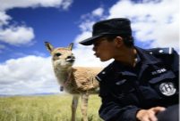 Hol Xil: Ideal habitat for Tibetan animals