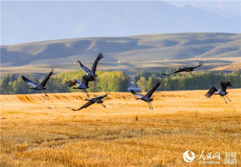 Migratory birds flock to Xinjiang’s Zhaosu in autumn