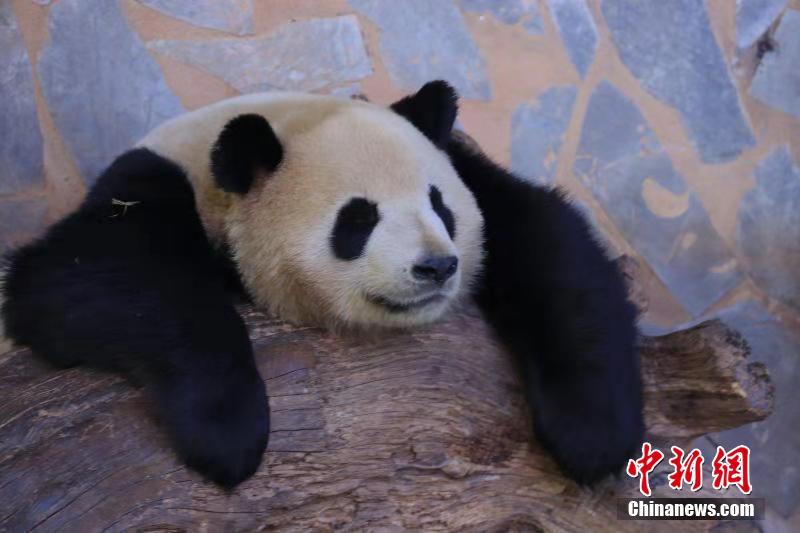 Giant pandas enjoy winter sunshine