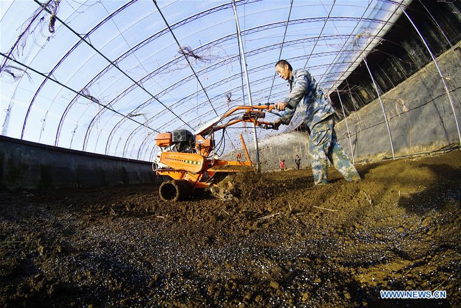 Farmers busy with farm work in greenhouse across China