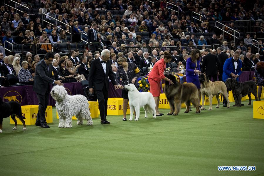 143rd Annual Westminster Kennel Club Dog Show concludes in New York