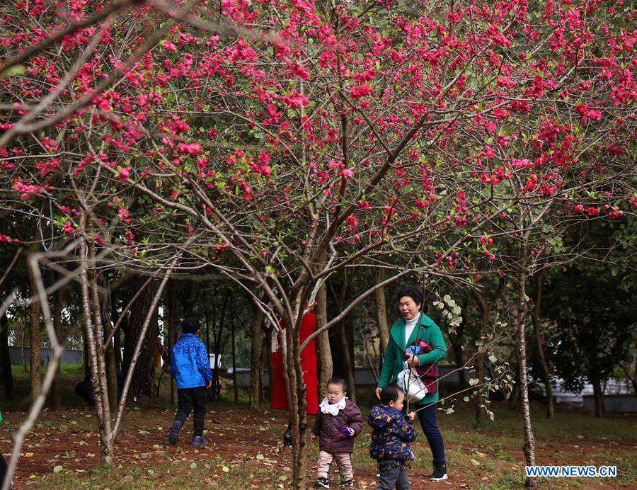 People go outside to enjoy scenery of flowers in many parts of China