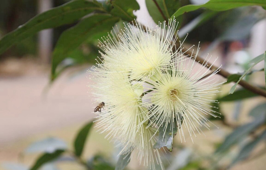 Flowers begin to bloom in south China’s Haikou