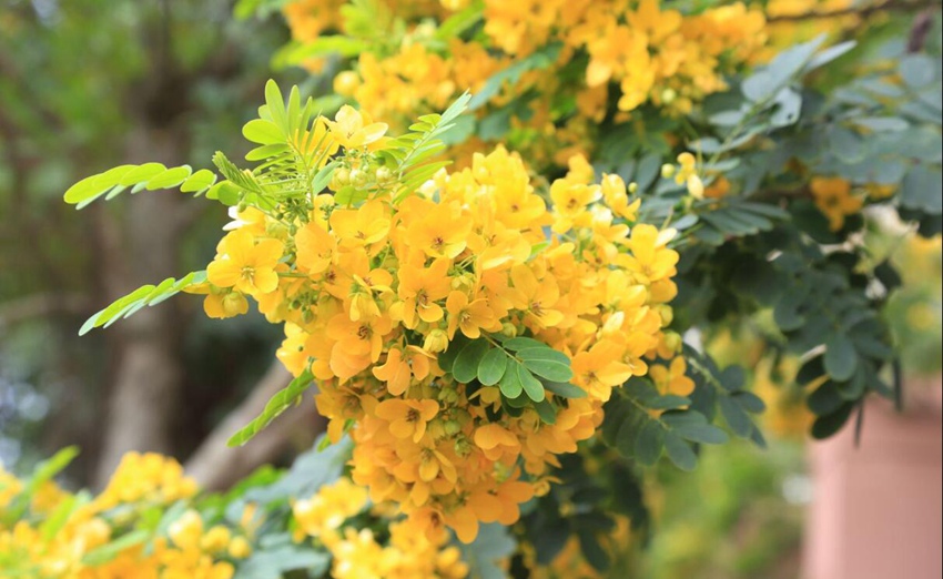 Flowers begin to bloom in south China’s Haikou