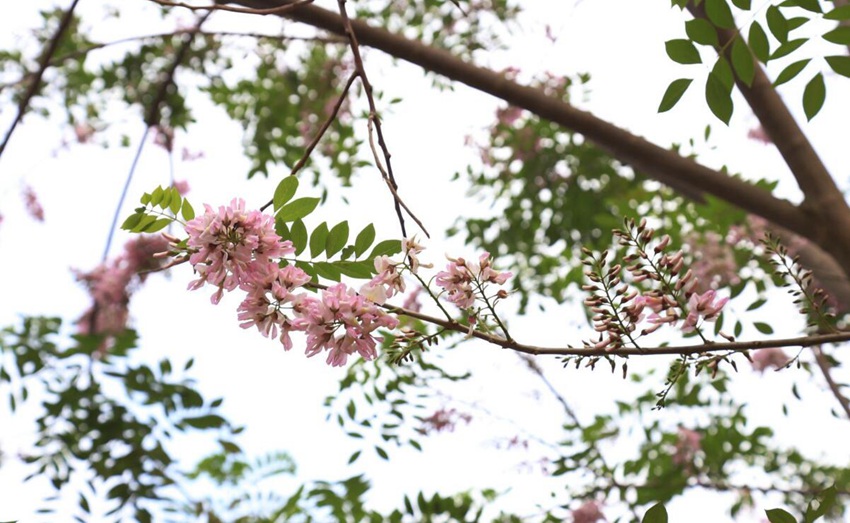 Flowers begin to bloom in south China’s Haikou