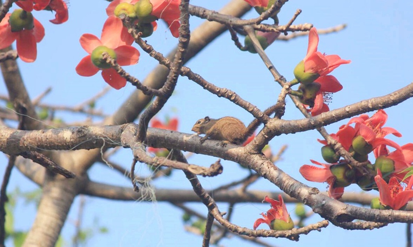 Flowers begin to bloom in south China’s Haikou
