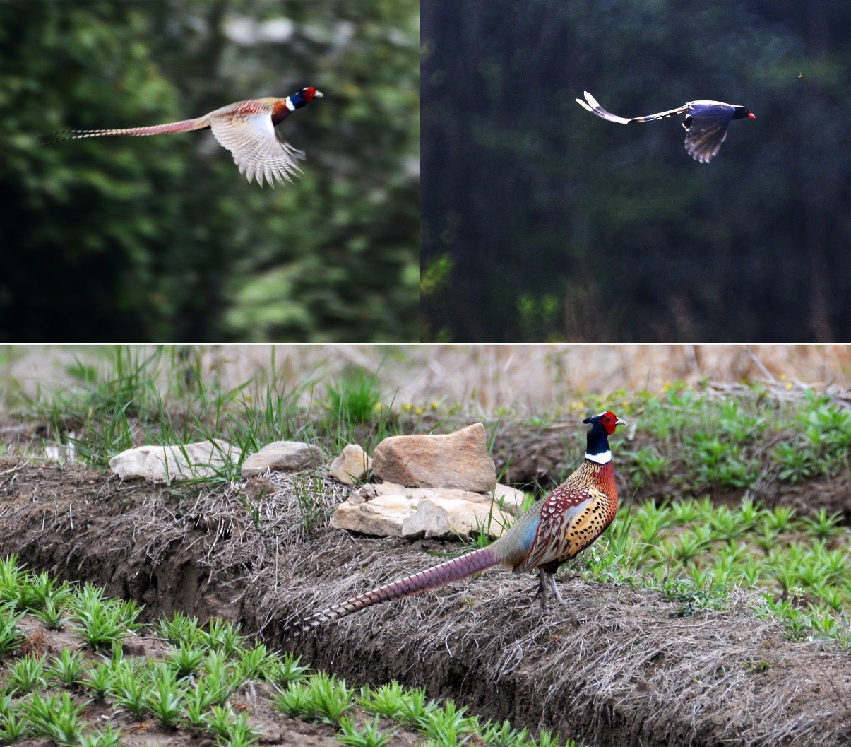 China’s Dabieshan Mountain becomes bird paradise thanks to efforts of ecological protection