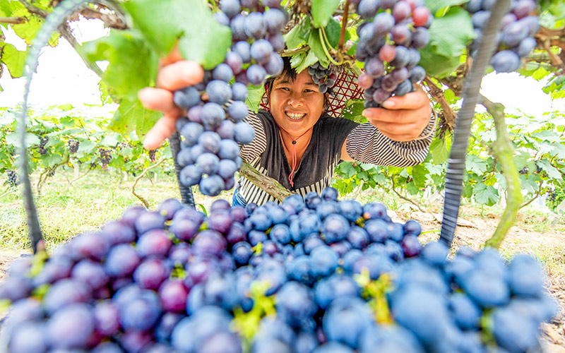 Grape harvest helps alleviate poverty in Guangxi