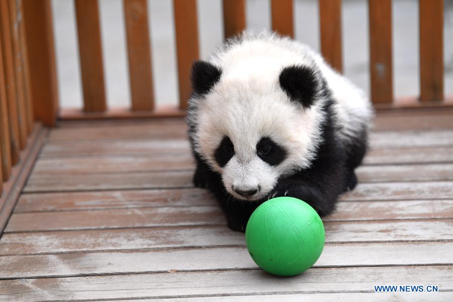 Giant panda cubs play at Qinling breeding and research center in Shaanxi