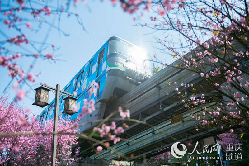 Train runs amid spring flowers in Chongqing