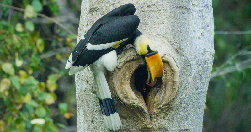 China sees remarkable progress of wildlife observation