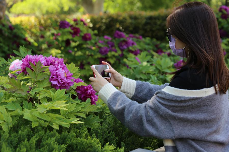 Peony cultural festival held in central China's Luoyang