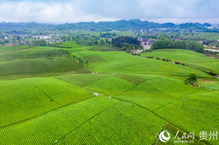 County in SW China's Guizhou province marches toward prosperity by exploring tea business