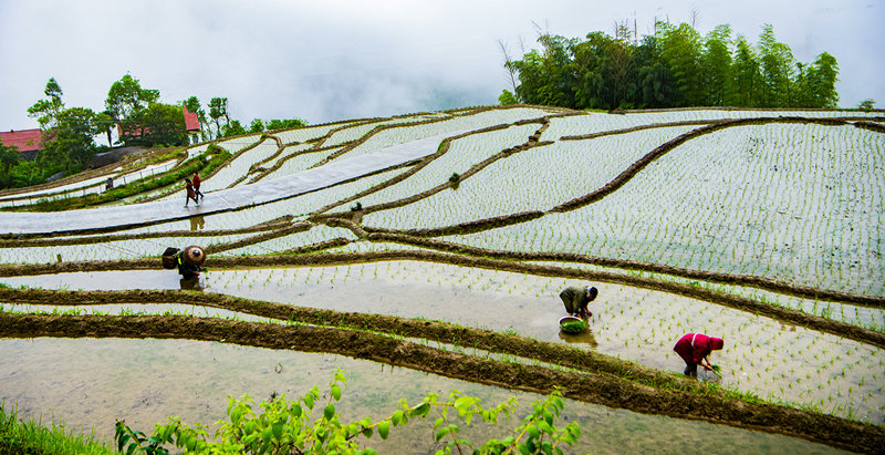 Terraced field in central China's Hunan boosts tourism, agriculture