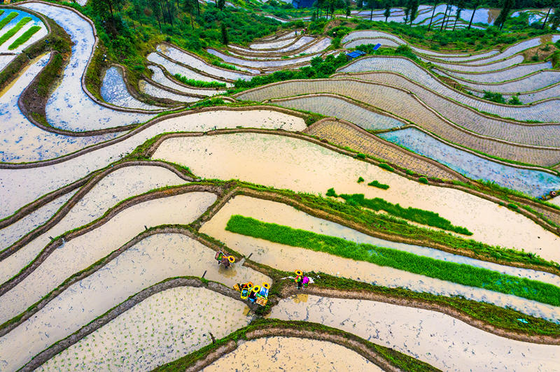 Terraced field in central China's Hunan boosts tourism, agriculture