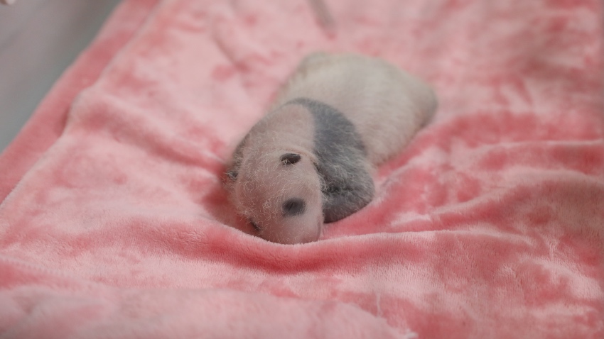 Giant panda cub Bao Lu grows black patches as he gets older