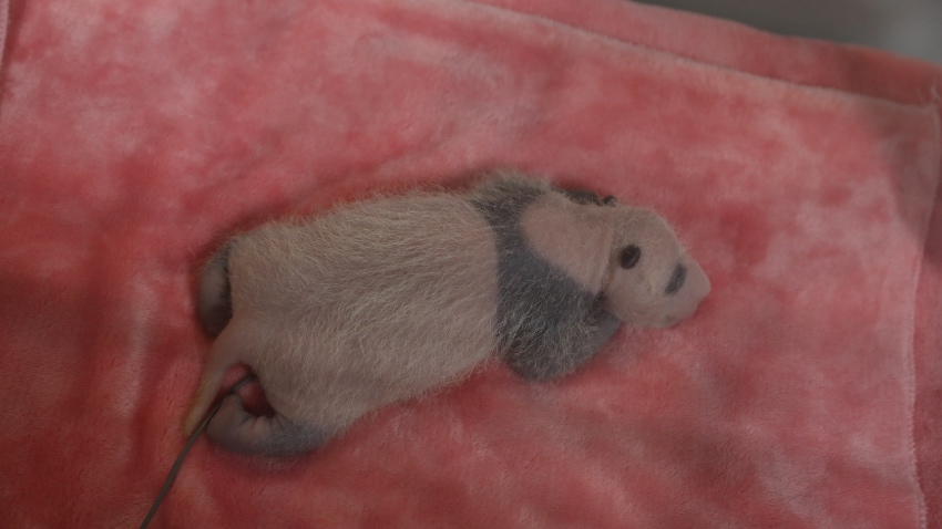 Giant panda cub Bao Lu grows black patches as he gets older