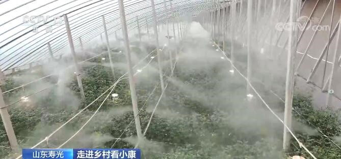 Shouguang in E China's Shandong boosts vegetable farming efficiency through smart greenhouses