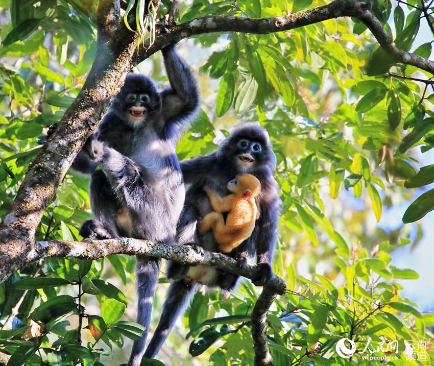Protection of rare monkeys helps increase villagers’ income in SW China