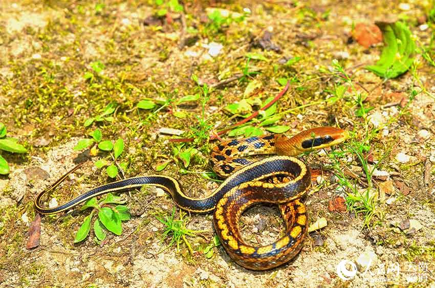In pics: various species of colorful snakes in Yunnan