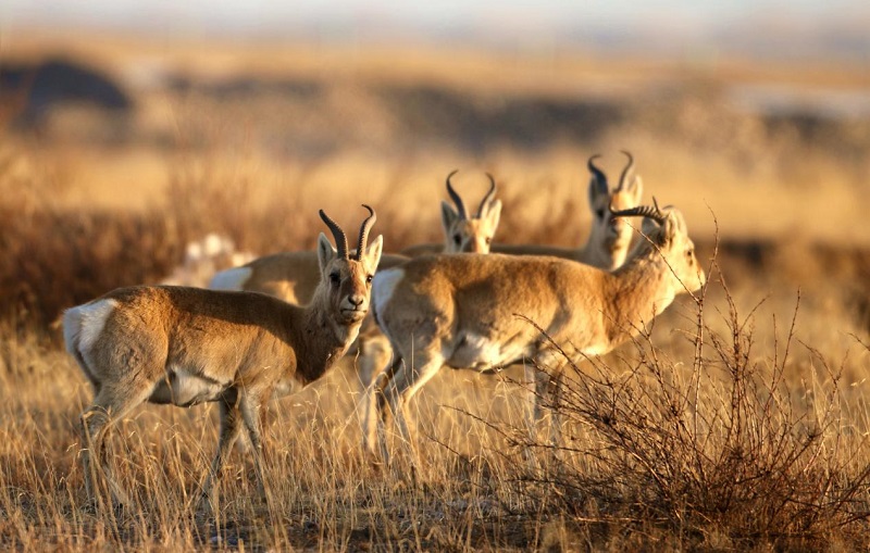 Exhibition held to showcase richness of biodiversity in NW China’s Qinghai