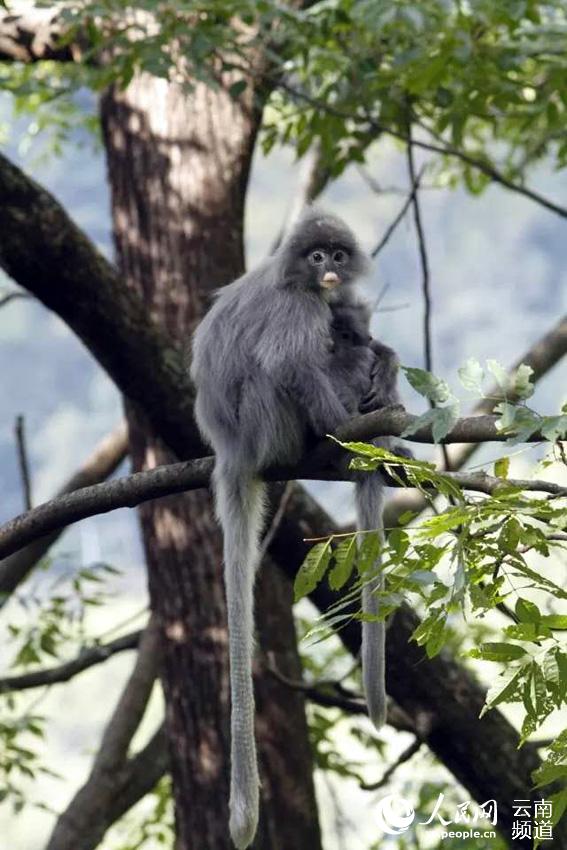 National first-class protected Phayre's leaf monkeys increase to over 2000 in SW Yunnan