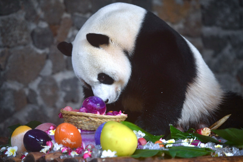 Eighth birthday for pair of giant pandas celebrated in Haikou, Hainan province