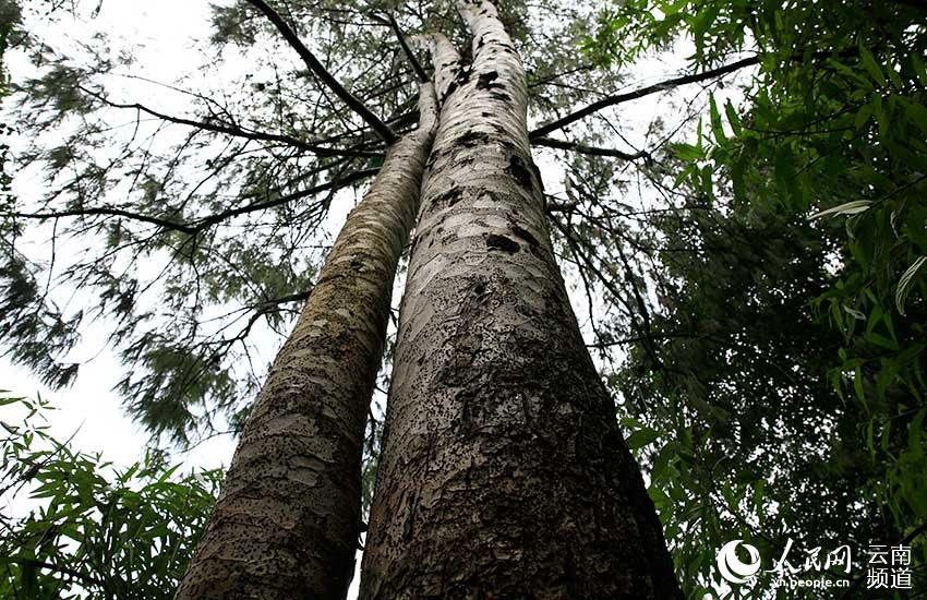 Population of critically endangered pine trees undergoes significant growth in SW China’s Yunnan