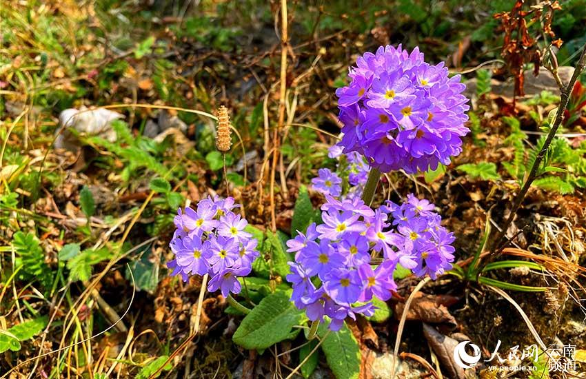 Discovering Yunnan's eight best-known beautiful flowers: fairy primrose